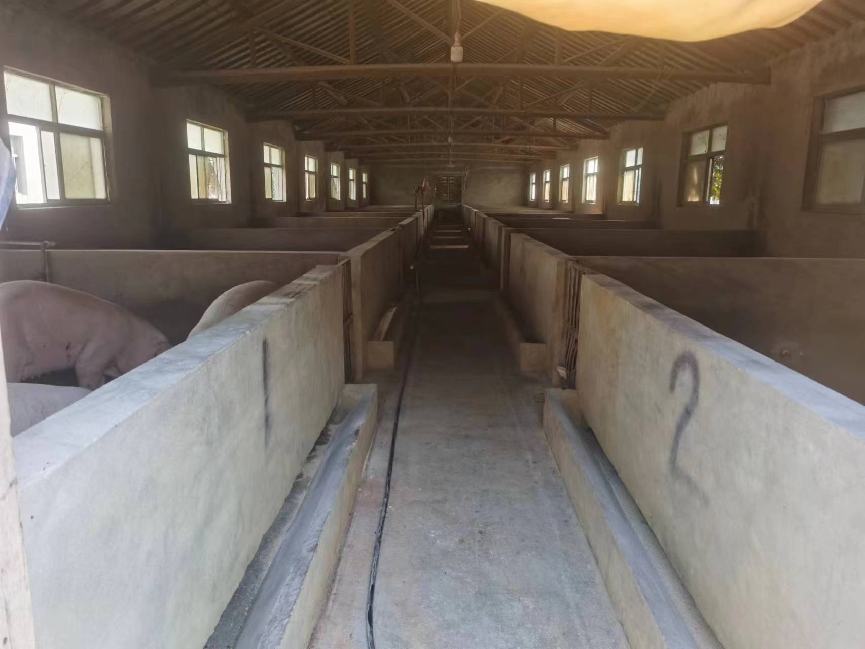 生猪养猪厂是怎么进行除臭的呢？